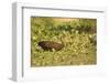 Limpkin-Joe McDonald-Framed Photographic Print