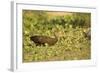 Limpkin-Joe McDonald-Framed Photographic Print