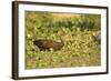 Limpkin-Joe McDonald-Framed Photographic Print