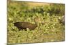 Limpkin-Joe McDonald-Mounted Photographic Print