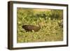 Limpkin-Joe McDonald-Framed Photographic Print