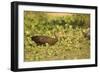 Limpkin-Joe McDonald-Framed Photographic Print