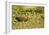 Limpkin-Joe McDonald-Framed Photographic Print