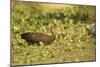 Limpkin-Joe McDonald-Mounted Photographic Print