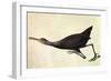 Limpkin-John James Audubon-Framed Art Print