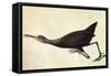 Limpkin-John James Audubon-Framed Stretched Canvas