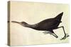 Limpkin-John James Audubon-Stretched Canvas