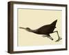 Limpkin-John James Audubon-Framed Giclee Print