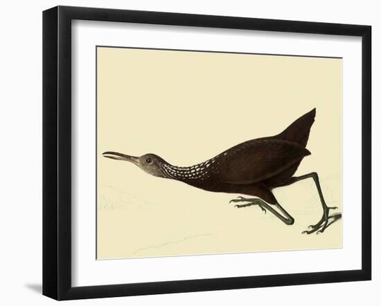 Limpkin-John James Audubon-Framed Giclee Print