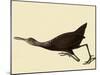 Limpkin-John James Audubon-Mounted Giclee Print