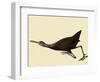 Limpkin-John James Audubon-Framed Giclee Print