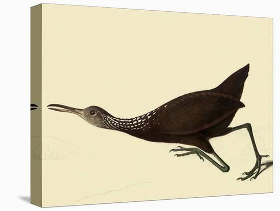 Limpkin-John James Audubon-Stretched Canvas