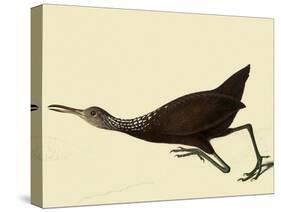 Limpkin-John James Audubon-Stretched Canvas