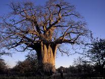 Near Gweta Baobab Tree in Evening with Dried Pods Hanging from Branches, Botswana-Lin Alder-Photographic Print