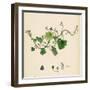 Linaria Cymbalaria Ivy-Leaved Toadflax-null-Framed Giclee Print