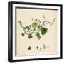 Linaria Cymbalaria Ivy-Leaved Toadflax-null-Framed Giclee Print