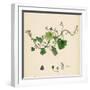 Linaria Cymbalaria Ivy-Leaved Toadflax-null-Framed Giclee Print