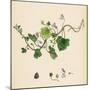 Linaria Cymbalaria Ivy-Leaved Toadflax-null-Mounted Giclee Print