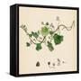 Linaria Cymbalaria Ivy-Leaved Toadflax-null-Framed Stretched Canvas