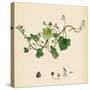 Linaria Cymbalaria Ivy-Leaved Toadflax-null-Stretched Canvas