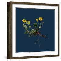 Linaria Cymbalaria; Ivy-Leaved Toadflax-null-Framed Giclee Print