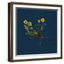 Linaria Cymbalaria; Ivy-Leaved Toadflax-null-Framed Giclee Print