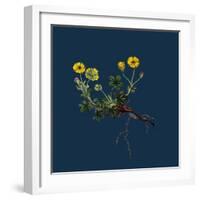 Linaria Cymbalaria; Ivy-Leaved Toadflax-null-Framed Giclee Print