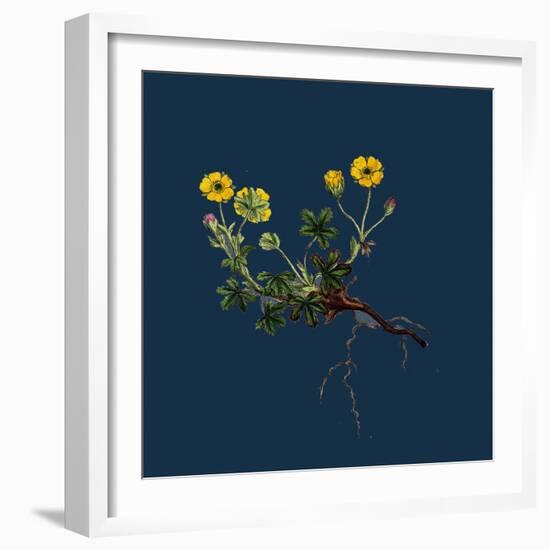 Linaria Cymbalaria; Ivy-Leaved Toadflax-null-Framed Giclee Print