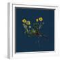 Linaria Cymbalaria; Ivy-Leaved Toadflax-null-Framed Giclee Print