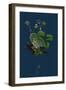 Linaria Elatine; Sharp-Leaved Fluellin-null-Framed Giclee Print