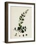 Linaria Elatine Sharp-Leaved Fluellin-null-Framed Giclee Print