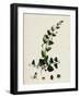 Linaria Elatine Sharp-Leaved Fluellin-null-Framed Giclee Print