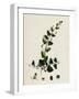 Linaria Elatine Sharp-Leaved Fluellin-null-Framed Giclee Print