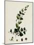 Linaria Elatine Sharp-Leaved Fluellin-null-Mounted Giclee Print