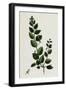 Linaria Spuria Round-Leaved Fuellin-null-Framed Giclee Print