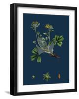 Linaria Spuria; Round-Leaved Fuellin-null-Framed Giclee Print