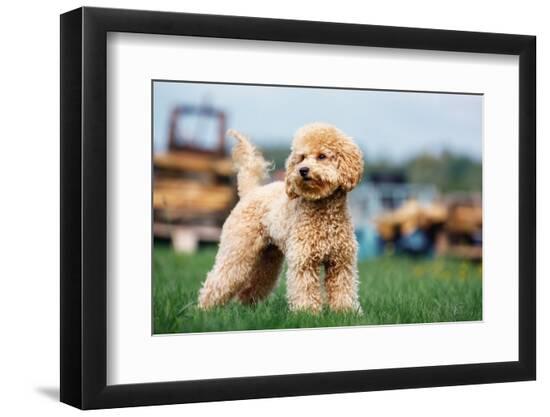 Premium Photographic Print, , large