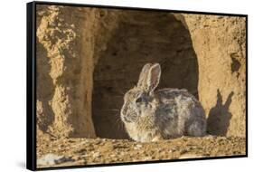 Lincoln County, Wyoming. Cottontail Rabbit sits in front of its den creating a rabbit-eared shadow.-Elizabeth Boehm-Framed Stretched Canvas