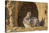 Lincoln County, Wyoming. Cottontail Rabbit sits in front of its den creating a rabbit-eared shadow.-Elizabeth Boehm-Stretched Canvas