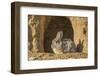 Lincoln County, Wyoming. Cottontail Rabbit sits in front of its den creating a rabbit-eared shadow.-Elizabeth Boehm-Framed Photographic Print