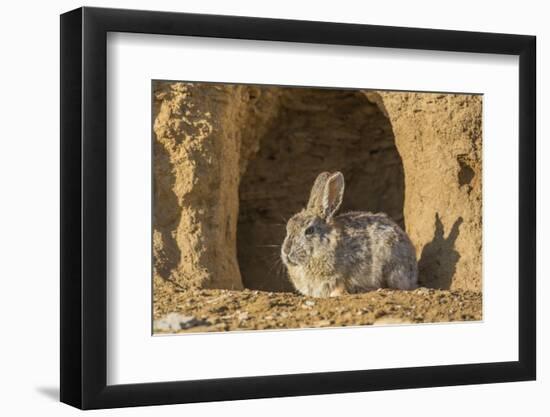 Lincoln County, Wyoming. Cottontail Rabbit sits in front of its den creating a rabbit-eared shadow.-Elizabeth Boehm-Framed Photographic Print