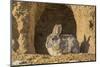 Lincoln County, Wyoming. Cottontail Rabbit sits in front of its den creating a rabbit-eared shadow.-Elizabeth Boehm-Mounted Photographic Print