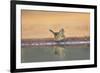 Lincoln's Sparrow (Melospiza lincolnii) drinking-Larry Ditto-Framed Photographic Print