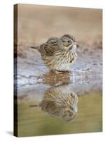 Lincoln's Sparrow, Texas, USA-Larry Ditto-Stretched Canvas