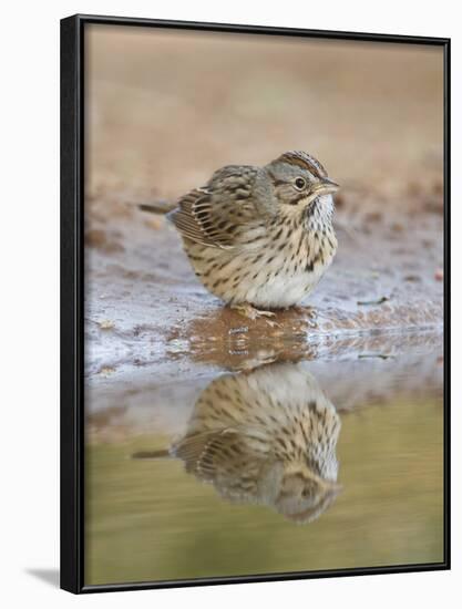 Lincoln's Sparrow, Texas, USA-Larry Ditto-Framed Photographic Print