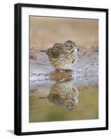 Lincoln's Sparrow, Texas, USA-Larry Ditto-Framed Photographic Print