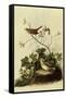 Lincoln's Sparrows-John James Audubon-Framed Stretched Canvas