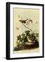 Lincoln's Sparrows-John James Audubon-Framed Premium Giclee Print