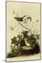 Lincoln's Sparrows-John James Audubon-Mounted Premium Giclee Print