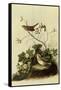 Lincoln's Sparrows-John James Audubon-Framed Stretched Canvas